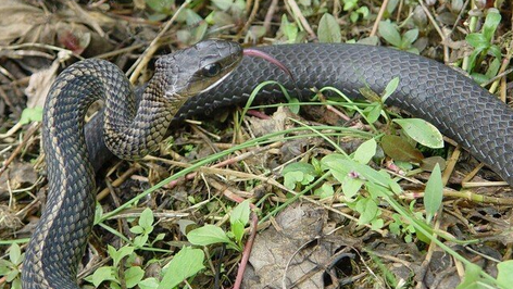 乌梢蛇的别名 乌梢蛇的别名
