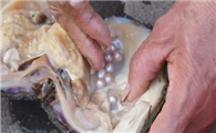 海水珍珠蚌多少钱一个