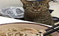 猫咪可以吃面条吗