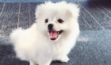 狗狗低血糖的症状 狗狗低血糖的症状