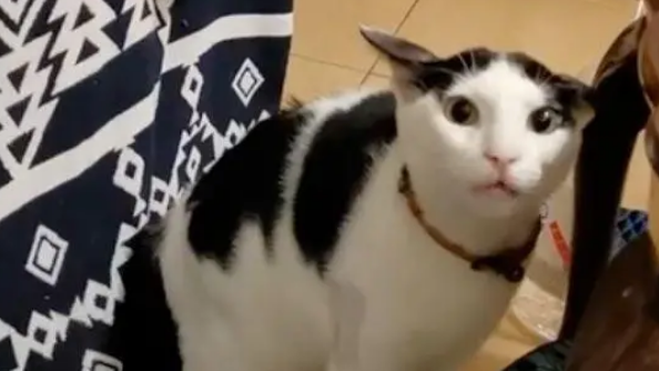 主人做完发型回家,猫咪见了炸毛连连后退:妖怪,别靠近我! 主人做完发型回家,猫咪见了炸毛连连后退:妖怪,别靠近我!