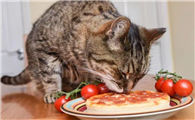 猫能吃番茄吗