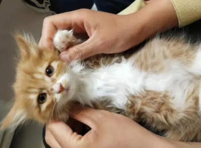 猫生4个小猫是什么预兆