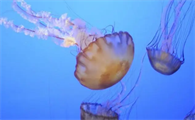 海蜇和水母什么区别