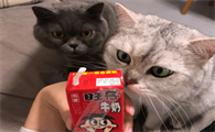 猫咪可以喝旺仔牛奶吗