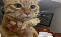 猫能吃面包片吗