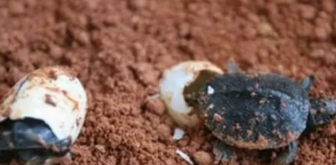 乌龟的繁殖习性