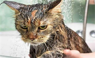 猫怕什么