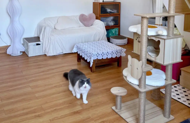 	 把房子租给养猫的人有啥后果