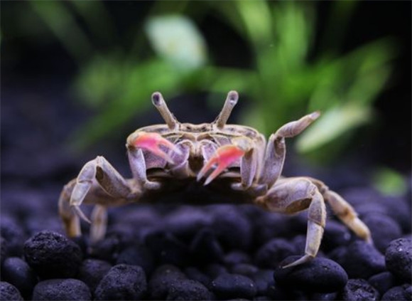 辣椒蟹能在草缸里养吗 辣椒蟹能在草缸里养吗