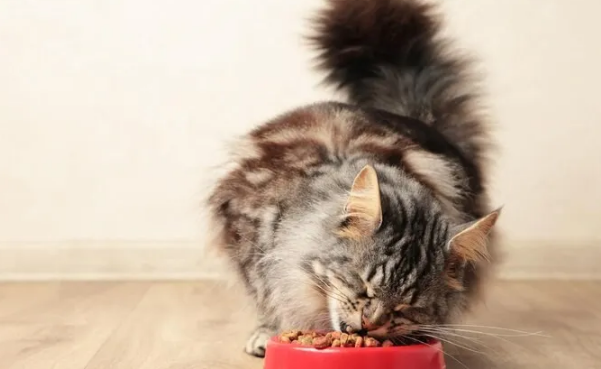 麦富迪猫粮怎么样？麦富迪猫粮是不是毒猫粮？