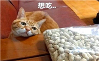 猫咪可以吃花生吗
