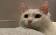 猫咪绝育后死了无法接受