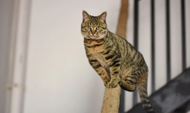 狸花猫有哪些优点？