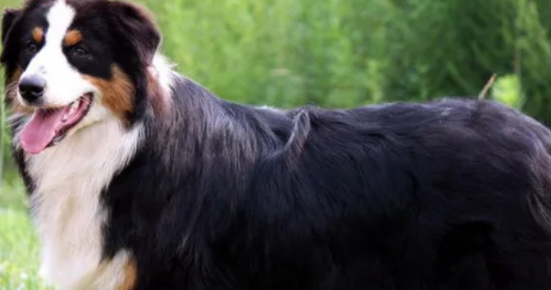 澳洲牧羊犬价格
