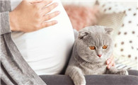 猫咪能感知孕妇肚子里的胎儿吗