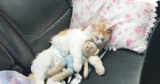 猫咪坐8小时长途车