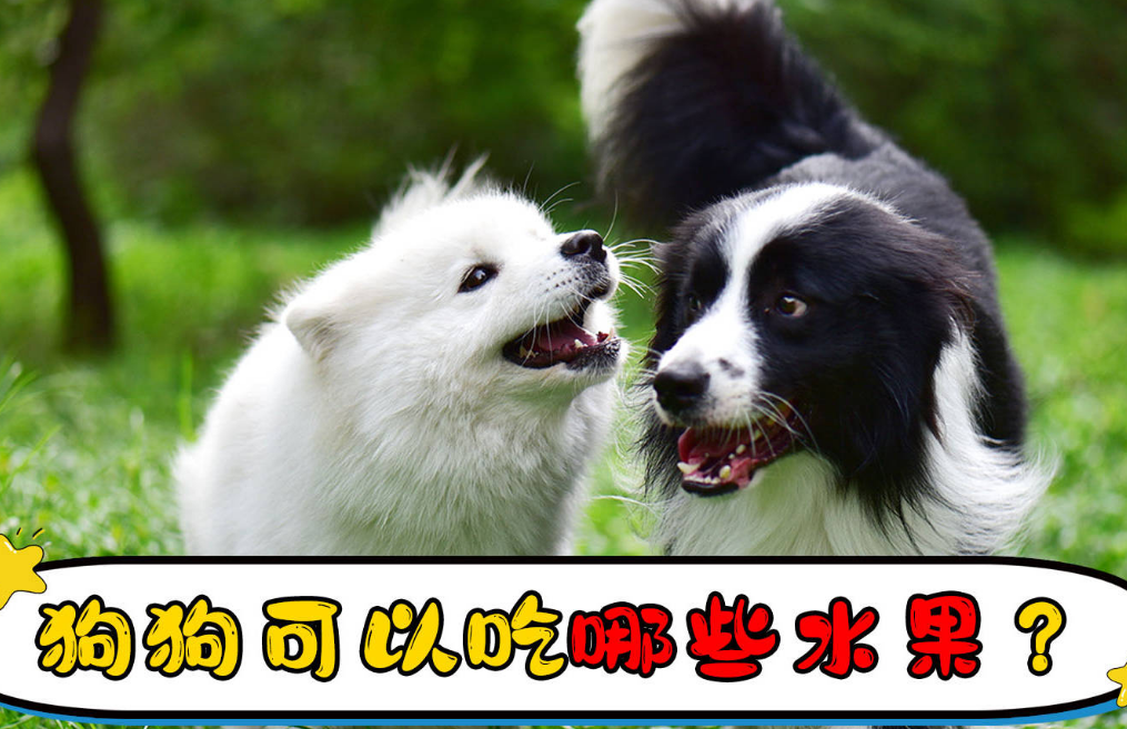 狗狗能吃哪些水果?这10种安全又营养