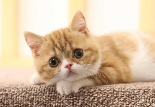 猫咪最爱吃的10种食物 猫咪最爱吃的10种食物