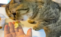 猫能不能吃榴莲