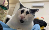 猫咪突然变得很奇怪