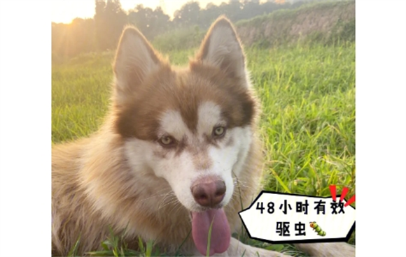 狗狗体内驱虫药多久吃一次