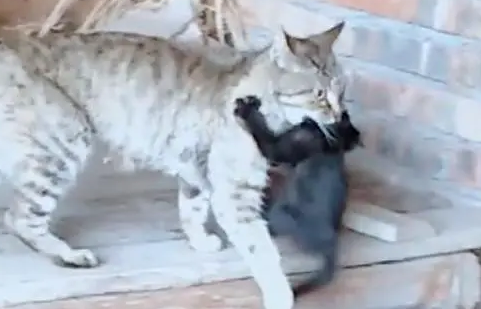 猫妈叼着刚出生的小奶猫，向主人求助，画面让人心酸落泪
