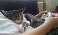 猫趴在主人胸口睡觉说明什么