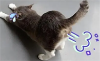 猫咪会放屁吗