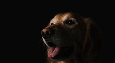 狗狗晚上老叫是什么原因