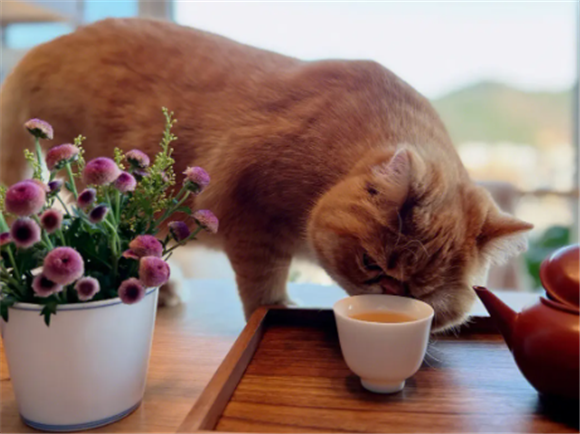 猫能喝茶吗