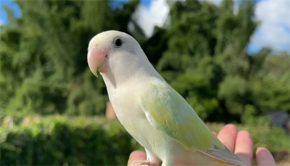 新手必看，鹦鹉鸟宝刚到家，怎么养才能活？