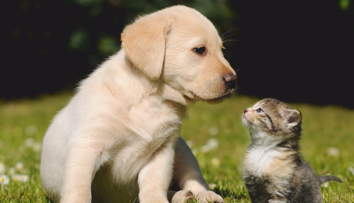 犬猫养生饮食详细解说~ 犬猫养生饮食详细解说~