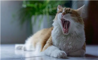 猫咪一抽一抽的像打嗝