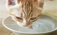 为什么猫咪宁愿喝马桶水,也不喝碗里的水?揭秘！