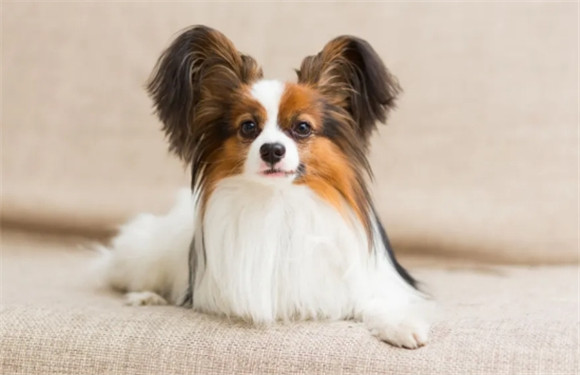 你应该知道的狗狗品种大全:超小型犬 你应该知道的狗狗品种大全:超小型犬