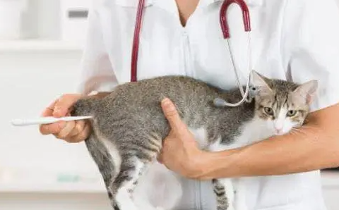 猫咪只发烧没有其他症状 猫咪只发烧没有其他症状