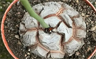 南非龟甲龙播种