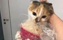 猫咪爱偷吃,就算是热乎乎的丸子也要直接抢,为了吃被烫也不怕 猫咪爱偷吃,就算是热乎乎的丸子也要直接抢,为了吃被烫也不怕