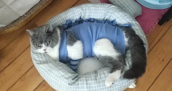 猫呕吐不吃不喝只趴着不动