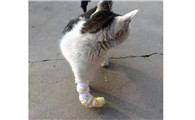 猫咪腿扭伤是什么样的