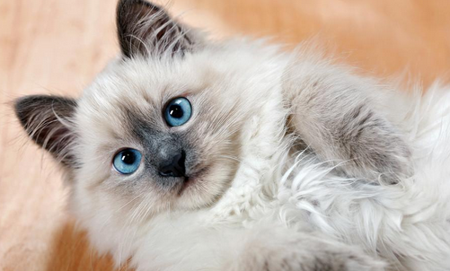 猫咪真菌和癣的区别