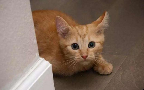 6个月猫算成年猫了吗 6个月猫算成年猫了吗