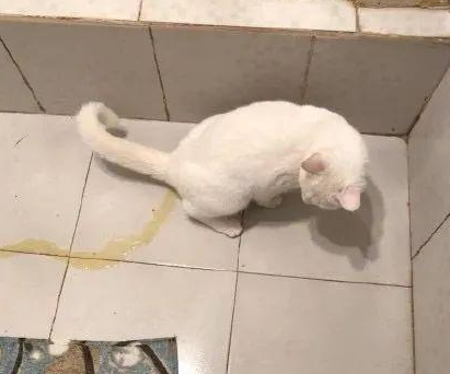 把猫脸按在他拉的屎上 把猫脸按在他拉的屎上