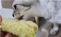 猫能不能吃玉米