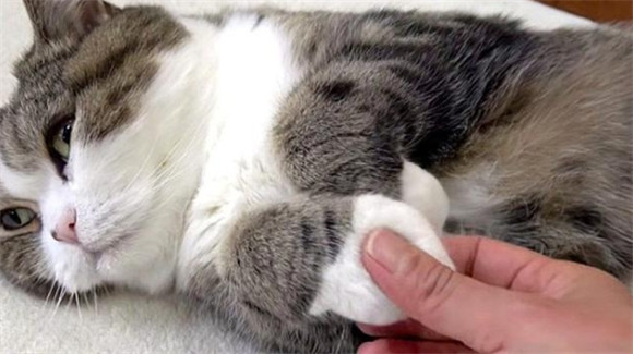 猫让你摸爪子代表什么