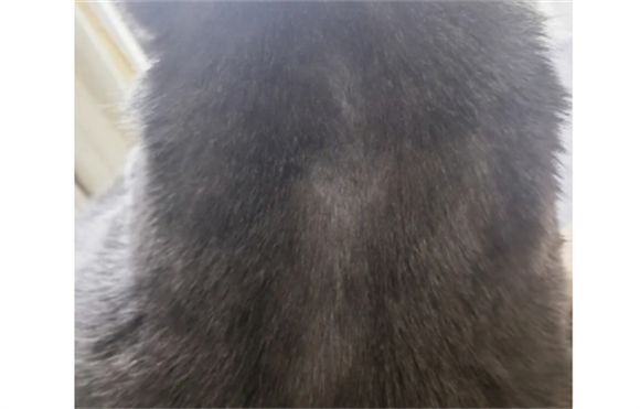 猫虱子怎么彻底去除最简单的方法