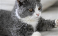 猫咪一早起来就喵喵舔主人脸