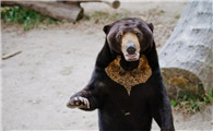 黑熊的外貌特征