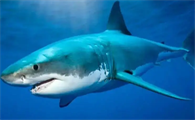 鲨鱼属于什么动物